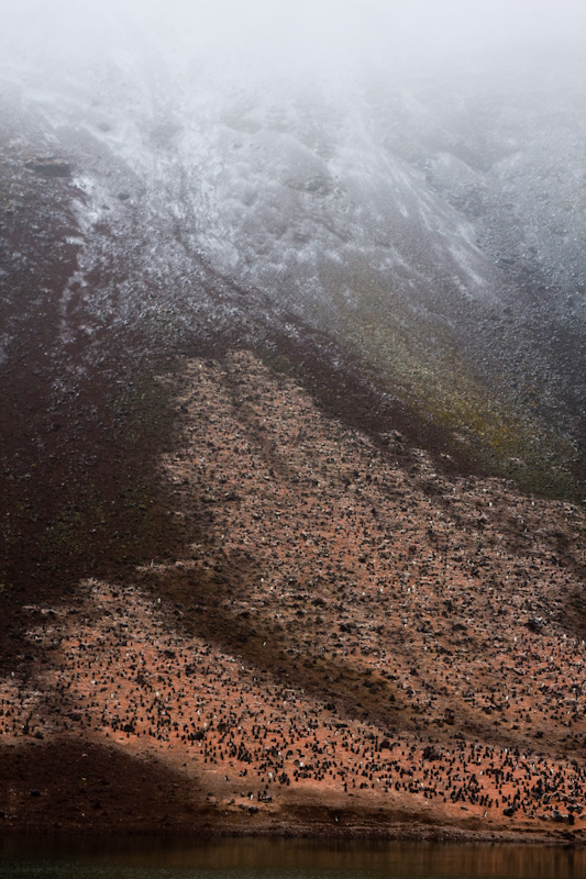 Adélie Penguin Colony